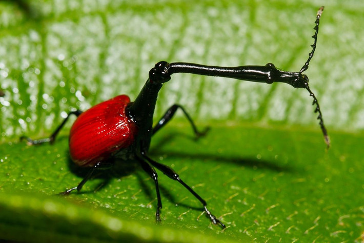  Không gây hại cho cây. Dù sống bằng lá cây, chúng không gây tổn thương đáng kể nên ít khi bị coi là sâu hại. Ảnh: Pinterest.
