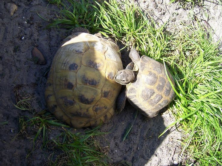  Rất khỏe và bền bỉ. Chúng có thể đi quãng đường dài dưới nắng nóng, nhờ khả năng giữ nước và điều hòa thân nhiệt tốt. Ảnh: Pinterest.