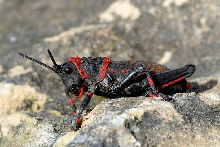  Là mắt xích quan trọng trong hệ sinh thái. Sự hiện diện của châu chấu bọt độc kiểm soát một số loài cây độc và cung cấp thông tin sinh thái về mức độ độc tố trong môi trường. Ảnh: sciencephoto.com.