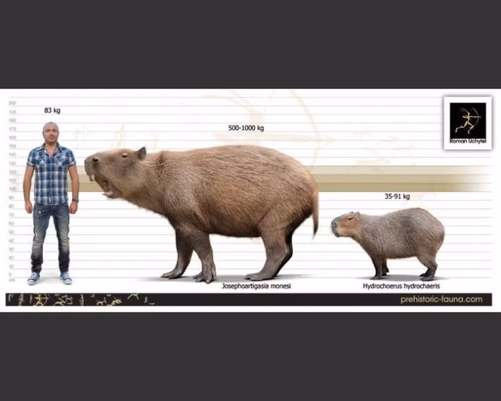  Là loài gặm nhấm lớn nhất từng tồn tại. Josephoartigasia có thể nặng tới 1 tấn, to bằng một con trâu mộng. Ảnh: Pinterest.