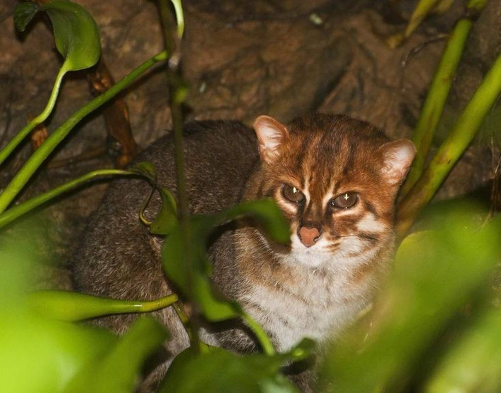 Bị đe dọa nghiêm trọng bởi con người. Sự suy giảm đất ngập nước, ô nhiễm nguồn nước và mở rộng nông nghiệp đã phá hủy môi trường sống, đẩy Prionailurus planiceps đến bờ vực tuyệt chủng. Ảnh: Pinterest.
