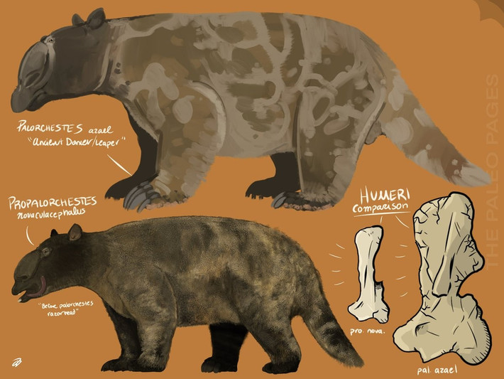  Ban đầu bị hiểu nhầm là loài ngựa cổ. Khi mới được phát hiện, các nhà khoa học tưởng rằng Palorchestes là một loài ngựa nguyên thủy do sai sót trong tái dựng hộp sọ. Ảnh: twimg.com.