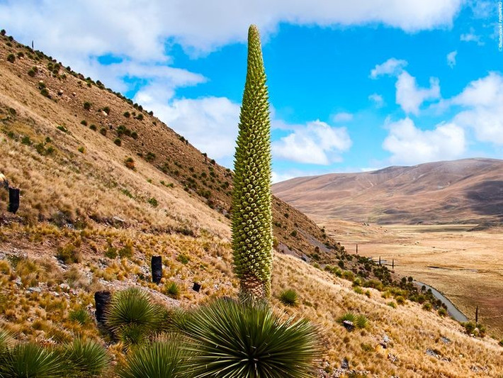  Có thể mất trên 100 năm mới ra hoa. Dứa nữ hoàng Andes cần khoảng 40–100 năm để đạt đến giai đoạn ra hoa. Đây là một trong những chu kỳ sinh trưởng dài nhất trong thế giới thực vật. Ảnh: Pinterest.