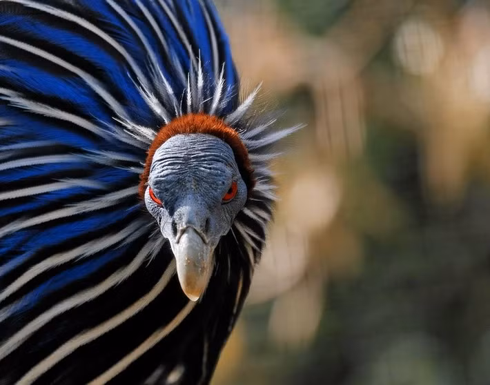  Cái tên gợi liên tưởng đến kền kền. Tên khoa học “vulturinum” xuất phát từ tiếng Latin “vultur” nghĩa là kền kền, do chiếc cổ dài, trụi lông và đầu nhỏ khiến chúng trông giống loài chim ăn xác. Tuy nhiên, chúng hoàn toàn không phải họ hàng gần với kền kền mà thuộc họ gà sao. Ảnh: Pinterest.