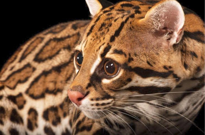 Từng bị săn lấy da trong thế kỷ 20. Da Ocelot từng là mặt hàng xa xỉ, khiến số lượng của chúng suy giảm mạnh do bị săn bắt trước khi được bảo vệ bởi luật quốc tế. Ảnh: Pinterest.