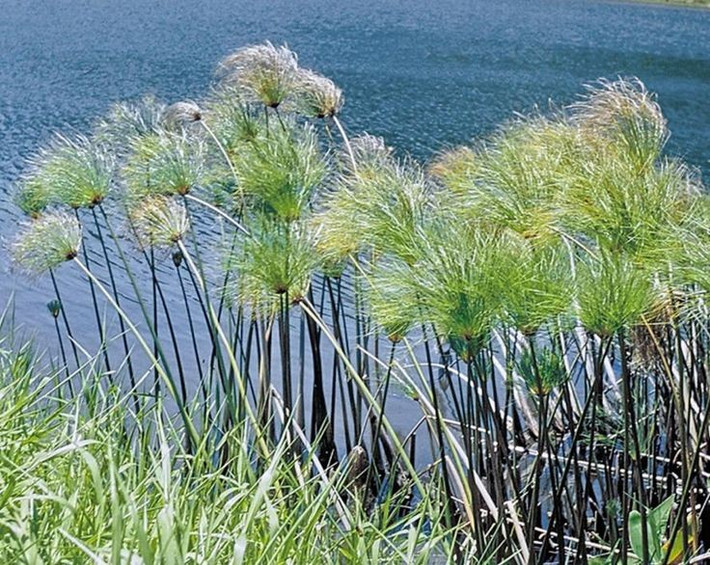  Được trồng dọc sông Nile. Loài cây này phát triển mạnh ở vùng đất ngập nước. Ảnh: Pinterest.