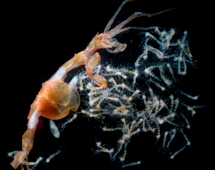  Sinh sản có chăm sóc con non. Con cái mang trứng trong túi ấp ở phần thân dưới, bảo vệ trứng cho đến khi con non nở ra, một đặc điểm phổ biến của nhóm amphipod. Ảnh: litoraldegranada.ugr.es.