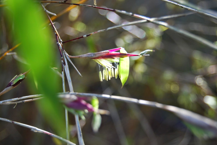  Góc nhìn khoa học hiện đại. Khoa học khẳng định tre ra hoa không phải điềm báo siêu nhiên, mà là chiến lược tiến hóa nhằm đảm bảo duy trì nòi giống, dù phải đánh đổi bằng cái chết của thế hệ cây mẹ. Ảnh: blogspot.com.