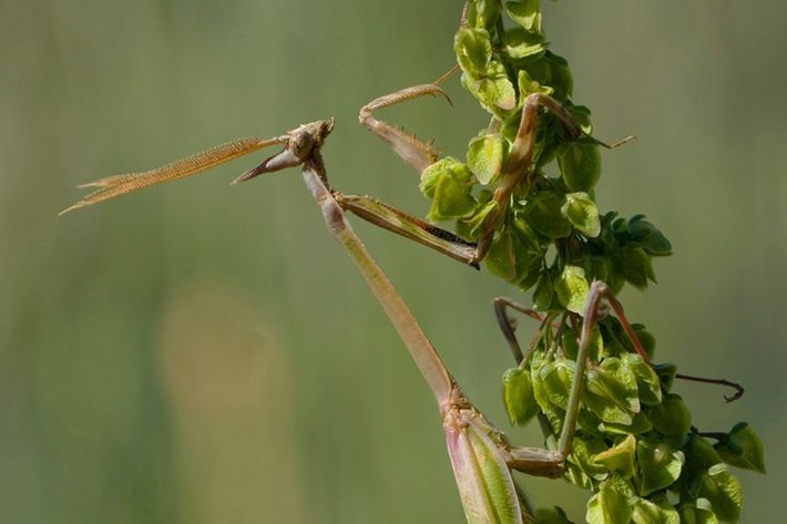  Vai trò quan trọng trong hệ sinh thái. Bọ ngựa giúp kiểm soát số lượng nhiều loài côn trùng khác, bao gồm cả loài gây hại cho nông nghiệp. Dù vậy, chúng cũng săn bắt cả côn trùng có ích, phản ánh vị trí trung gian trong chuỗi thức ăn tự nhiên. Ảnh: Pinterest.