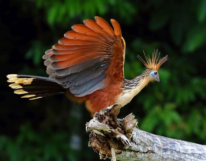  Hệ tiêu hóa giống… bò. Gà móng là một trong số rất ít loài chim ăn lá và tiêu hóa bằng cách lên men vi sinh trong diều trước. Quá trình này tương tự động vật nhai lại, giúp chúng phân giải cellulose nhưng cũng tạo ra phân có mùi đặc trưng. Ảnh: Pinterest.
