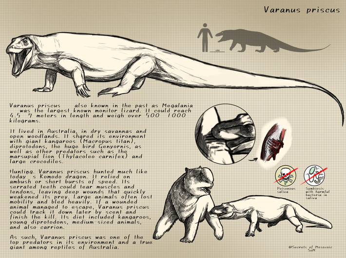  Tốc độ đáng kinh ngạc. Dù đồ sộ, cấu trúc xương và cơ bắp cho thấy nó có thể di chuyển nhanh trong quãng ngắn để phục kích con mồi, tương tự cách các loài kỳ đà hiện đại tăng tốc bất ngờ khi tấn công. Ảnh: Pinterest.