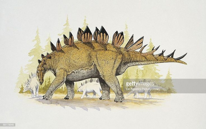  Có khung xương rộng giúp bảo vệ nội tạng. Khung xương sườn lớn giúp chúng chống lại các đòn tấn công từ kẻ thù. Ảnh: Pinterest.