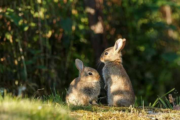  Một số quần thể đang bị đe dọa. Sự suy giảm môi trường sống, đặc biệt là các vùng bụi ngải đắng bị chuyển đổi thành đất nông nghiệp hoặc bị cháy rừng, đã khiến một số quần thể thỏ lùn suy giảm đáng kể. Vì vậy, chúng đang được quan tâm trong các chương trình bảo tồn ở nhiều khu vực miền Tây Hoa Kỳ. Ảnh: Pinterest.