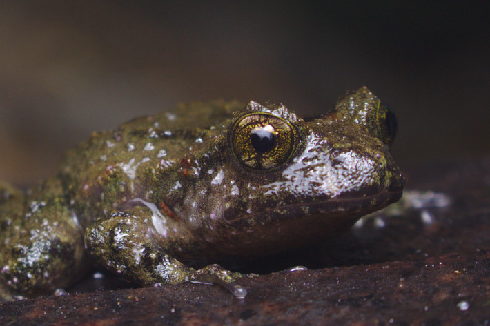  Sống gần suối rừng ẩm mát. Ếch Hochstetter thường sinh sống dưới đá, lá mục hoặc khe đá gần các con suối nhỏ trong rừng. Chúng thích môi trường ẩm, mát và ổn định, nơi có nhiều côn trùng nhỏ để làm thức ăn. Lối sống kín đáo giúp chúng tránh được nhiều kẻ săn mồi. Ảnh: nzfrogs.org.
