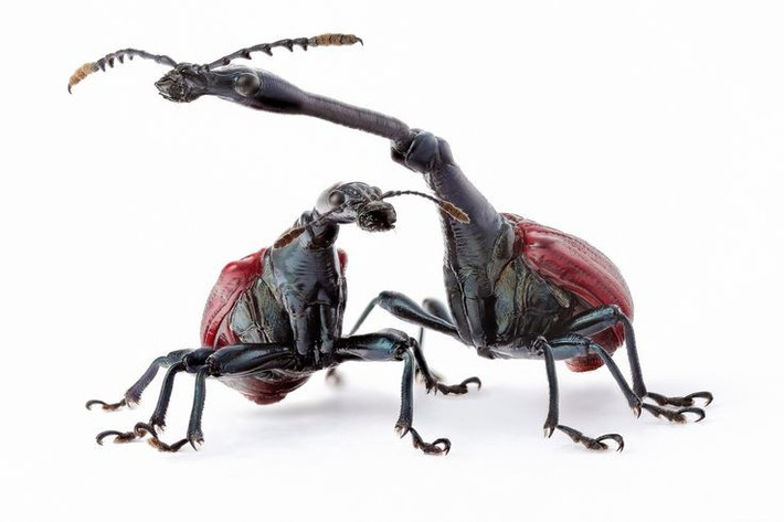  Đực và cái khác biệt rõ rệt. Con cái có cổ ngắn hơn nhiều, cho thấy sự tiến hóa đặc biệt chỉ nhằm phục vụ vai trò sinh sản. Ảnh: Pinterest.