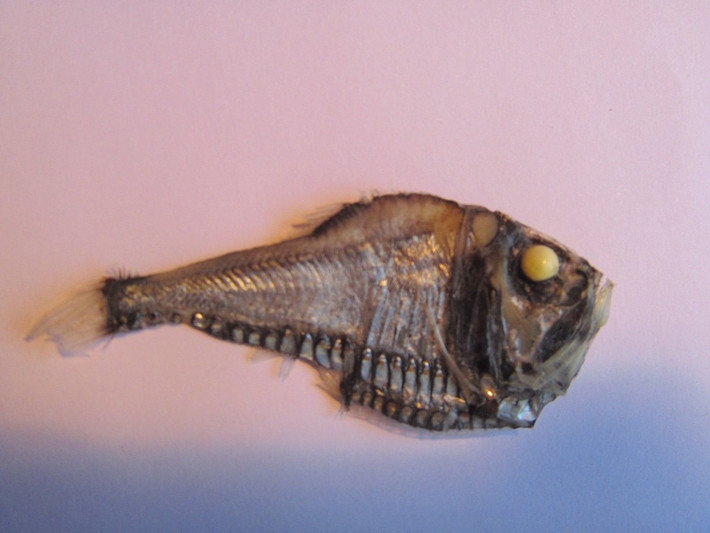  Sống ở tầng trung sâu của đại dương. Loài cá này thường cư trú ở độ sâu từ vài trăm đến hơn một nghìn mét, nơi ánh sáng mặt trời hầu như không thể xuyên tới. Môi trường này lạnh, áp suất cao và khan hiếm thức ăn, đòi hỏi những thích nghi sinh học đặc biệt để tồn tại. Ảnh: inaturalist.org.