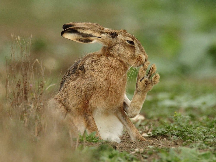  Chế độ ăn thích nghi với môi trường khô hạn. Thỏ rừng Cape ăn cỏ, lá cây, rễ và đôi khi cả vỏ cây, đồng thời có khả năng hấp thụ nước tối đa từ thực vật. Ảnh: Pinterest.