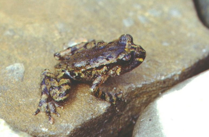  Không có giai đoạn nòng nọc bơi tự do. Chu trình phát triển của ếch Hochstetter khá đặc biệt. Con non nở ra từ trứng đã phát triển gần giống ếch nhỏ, không trải qua giai đoạn nòng nọc bơi tự do trong nước như đa số các loài lưỡng cư khác. Điều này giúp chúng thích nghi với môi trường suối rừng lạnh và dòng nước chảy. Ảnh: inaturalist.