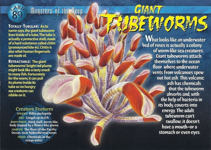  Là cư dân nổi tiếng của miệng phun thủy nhiệt. Giun ống khổng lồ sinh sống quanh các miệng phun thủy nhiệt ở độ sâu hơn 2.000 mét, nơi nhiệt độ, áp suất và hóa chất cực đoan tưởng như không thể duy trì sự sống. Ảnh: Pinterest.