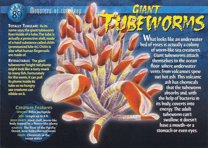 Là cư dân nổi tiếng của miệng phun thủy nhiệt. Giun ống khổng lồ sinh sống quanh các miệng phun thủy nhiệt ở độ sâu hơn 2.000 mét, nơi nhiệt độ, áp suất và hóa chất cực đoan tưởng như không thể duy trì sự sống. Ảnh: Pinterest.