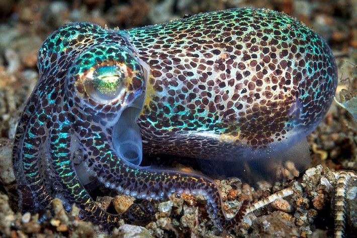  Kích thước rất nhỏ. Mực sim berry trưởng thành chỉ dài vài centimet, nhỏ hơn cả ngón tay người lớn. Ảnh: Pinterest.