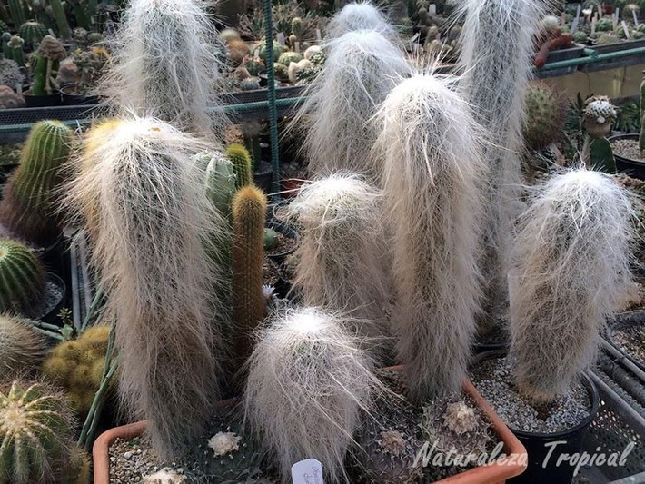  Đang bị đe dọa bởi khai thác quá mức. Việc thu hái tự nhiên để buôn bán khiến quần thể hoang dã của xương rồng bạch đầu ông dần suy giảm. Ảnh: Pinterest.