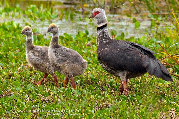  Tập tính sinh sản gắn bó và chung thủy. Một cặp ngỗng hạc mào thường gắn bó lâu dài, cùng nhau xây tổ lớn bằng cỏ và lau sậy, thay phiên ấp trứng và chăm sóc chim non. Ảnh: Pinterest.