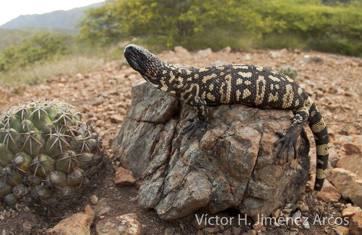  Có khả năng dự trữ mỡ ở đuôi. Chúng sử dụng nguồn mỡ này khi thiếu thức ăn. Ảnh: Pinterest.