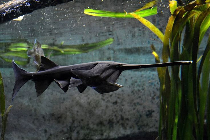  Chế độ ăn của chúng chủ yếu là sinh vật phù du. Cá tầm thìa Mỹ bơi với miệng mở rộng để lọc nước qua các mang, nơi có những cấu trúc giống như lược để giữ lại sinh vật phù du. Nhờ phương thức lọc thức ăn này, chúng có thể tiêu thụ một lượng lớn vi sinh vật trong nước, tương tự như cách cá voi tấm sừng lọc thức ăn trong đại dương. Ảnh: Pinterest.