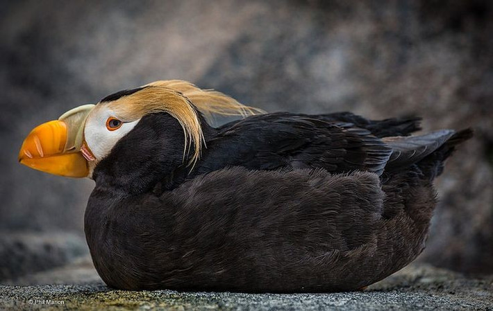  Sinh sống quanh Bắc Thái Bình Dương. Loài này thường gặp ở vùng biển lạnh gần Alaska và Siberia. Ảnh: Pinterest.
