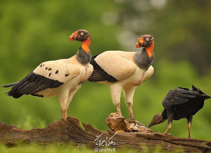  Sống từ Mexico đến Argentina. Phạm vi phân bố của chúng rộng khắp rừng rậm Trung – Nam Mỹ, đặc biệt ưa thích các vùng rừng nguyên sinh. Ảnh: Pinterest.