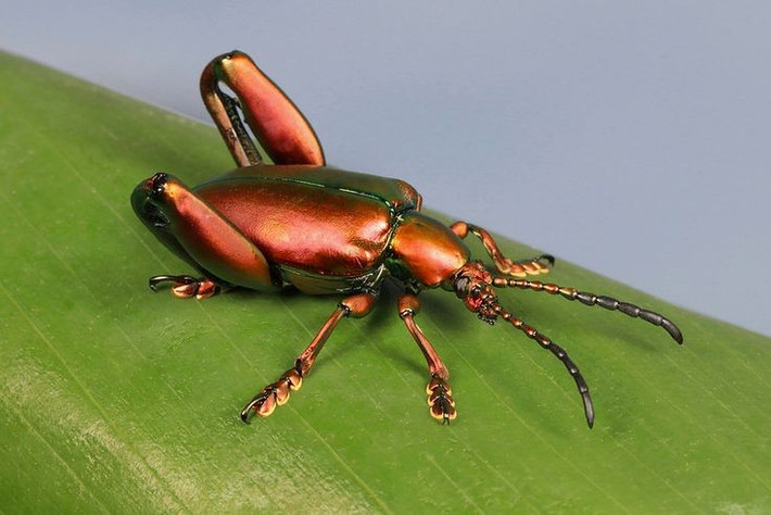  Đóng vai trò quan trọng trong hệ sinh thái rừng. Bằng việc ăn lá và tham gia vào vòng đời của cây chủ, bọ ánh kim chân ếch góp phần điều hòa sinh trưởng thực vật và duy trì cân bằng sinh học tại môi trường sống. Ảnh: Pinterest.