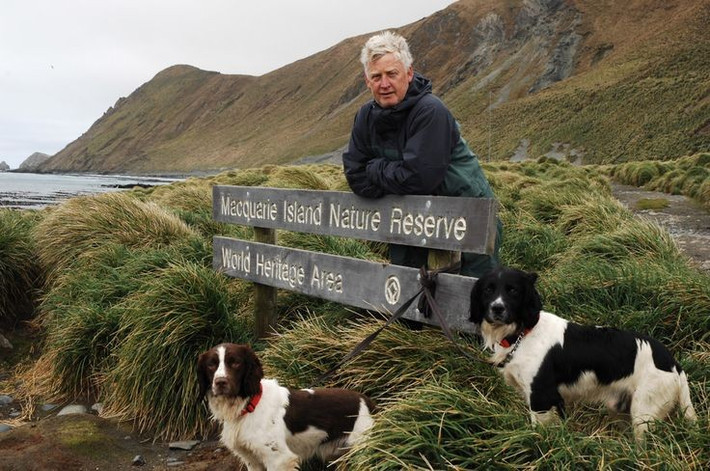 Từng bị xâm lấn nghiêm trọng bởi loài ngoại lai. Trong thế kỷ 19 và 20, con người đưa thỏ, mèo và chuột lên đảo, gây tàn phá nghiêm trọng hệ sinh thái bản địa. Điều này dẫn đến sự suy giảm của nhiều loài chim và thực vật. Ảnh: Pinterest.