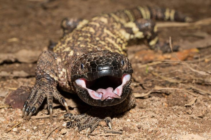  Sống ở Mexico và Guatemala. Loài này ưa thích môi trường khô, bụi rậm và vùng bán hoang mạc. Ảnh: Pinterest.