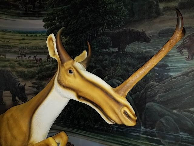  Sống tại Bắc Mỹ thời Miocen. Loài này tồn tại cách đây khoảng 20–5 triệu năm, khi các thảo nguyên và rừng thưa bắt đầu mở rộng. Ảnh: Pinterest.