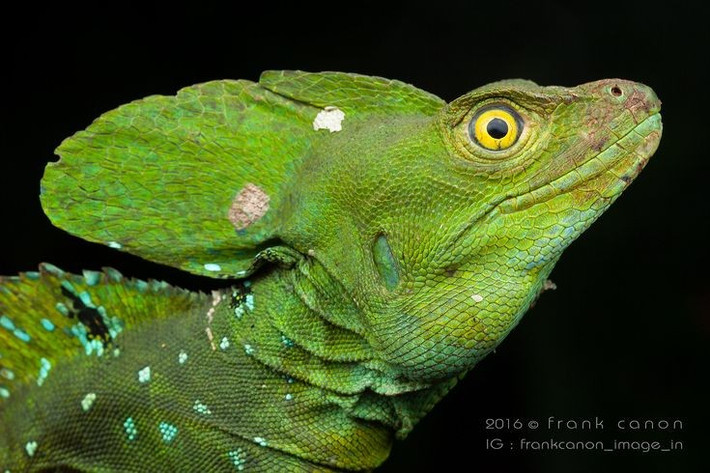  Thị lực rất tốt trong điều kiện thiếu sáng. Thị lực nhạy bén giúp chúng săn côn trùng và phát hiện nguy hiểm từ xa. Ảnh: Pinterest.