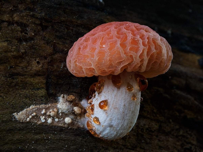  Không ăn được. Kết cấu dai và mùi mạnh khiến chúng không phù hợp cho ẩm thực. Ảnh: Pinterest.