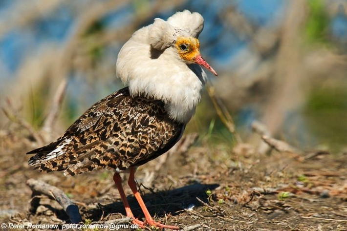 Chiến thuật sinh sản đa dạng. Không chỉ có trống “chiến binh”, loài này còn có các cá thể trống “vệ tinh” và “giả mái”, áp dụng chiến thuật khác nhau để tăng cơ hội sinh sản trong cùng một bãi giao phối. Ảnh: Pinterest.
