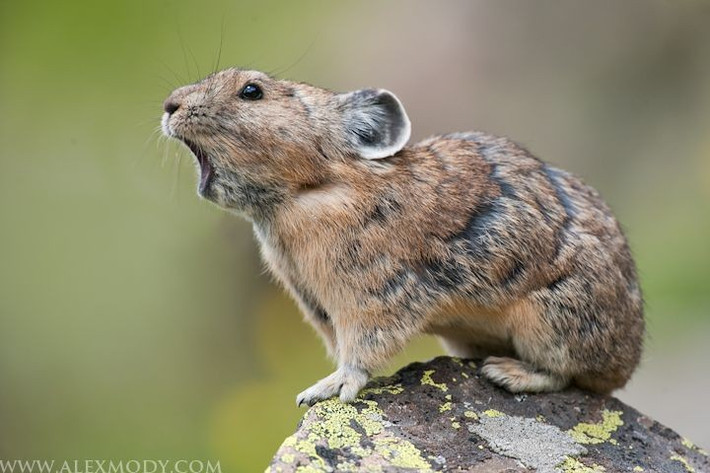  Nhạy cảm với nhiệt và dễ bị sốc nóng. Nhiệt độ trên 25°C có thể gây nguy hiểm cho thỏ pika. Ảnh: Pinterest.