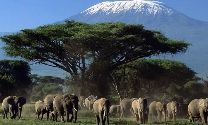  Nằm ngay dưới chân núi Kilimanjaro. Dù núi Kilimanjaro thuộc lãnh thổ Tanzania, tầm nhìn biểu tượng của ngọn núi tuyết lại đẹp nhất khi quan sát từ Amboseli ở Kenya. Ảnh: Pinterest.