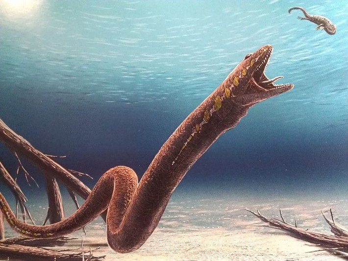  Thuộc nhóm Aïstopoda. Đây là nhóm lưỡng cư tiền sử hoàn toàn tuyệt chủng, có xương sọ và cột sống đặc biệt. Ảnh: twimg.com.