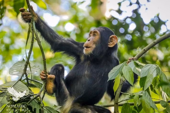  Tinh tinh biết chế tạo vũ khí. Một số quần thể ở Tây Phi được ghi nhận đã gọt nhọn cành cây để dùng như giáo săn mồi nhỏ. Ảnh: Pinterest.