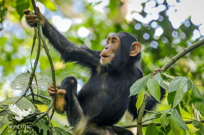  Tinh tinh biết chế tạo vũ khí. Một số quần thể ở Tây Phi được ghi nhận đã gọt nhọn cành cây để dùng như giáo săn mồi nhỏ. Ảnh: Pinterest.