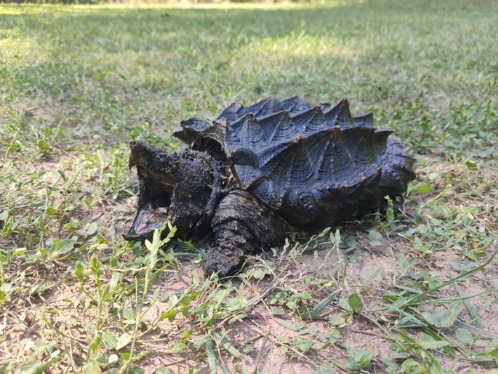  Phân bố chủ yếu ở Bắc Mỹ. Loài này sinh sống trong các hệ thống sông lớn như lưu vực Mississippi ở Mỹ, nơi có dòng nước chậm và nhiều bùn. Ảnh: Pinterest.
