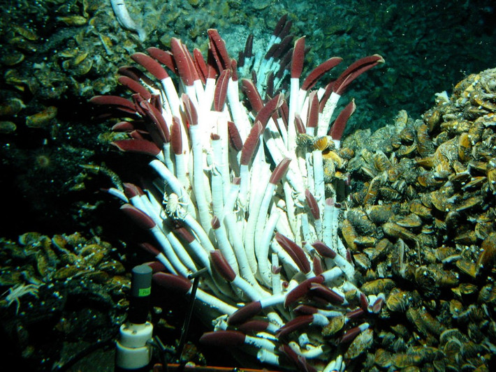  Tốc độ sinh trưởng rất nhanh. Trong điều kiện thuận lợi quanh miệng phun thủy nhiệt, giun ống khổng lồ có thể phát triển từ ấu trùng thành cá thể trưởng thành chỉ trong vài năm. Ảnh: amazonaws.com.