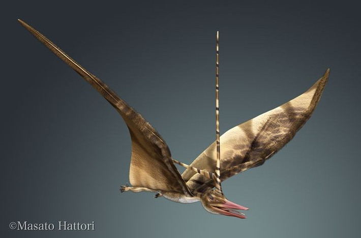  Gần như không có móng vuốt. Khác với nhiều loài thằn lằn bay khác, chúng có chi trước đơn giản hơn. Ảnh: Pinterest.