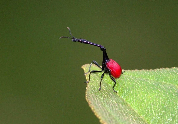  Là cảm hứng thiết kế cơ khí sinh học. Cấu trúc cổ đã gợi ý nhiều ý tưởng cho các mô hình robot linh hoạt nhỏ. Ảnh: Pinterest.
