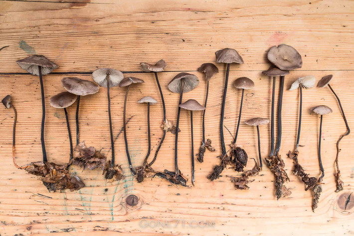  Mùi tỏi không liên quan đến tỏi thực sự. Dù có mùi tương tự, nấm không chứa các hợp chất hóa học giống củ tỏi. Ảnh: gone71.com.