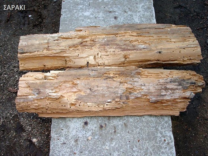  Ưa gỗ ẩm và cũ. Mọt gỗ phát triển mạnh trong môi trường gỗ có độ ẩm cao, thường gặp ở nhà cổ, nhà kho và đồ gỗ lâu năm. Ảnh: Pinterest.