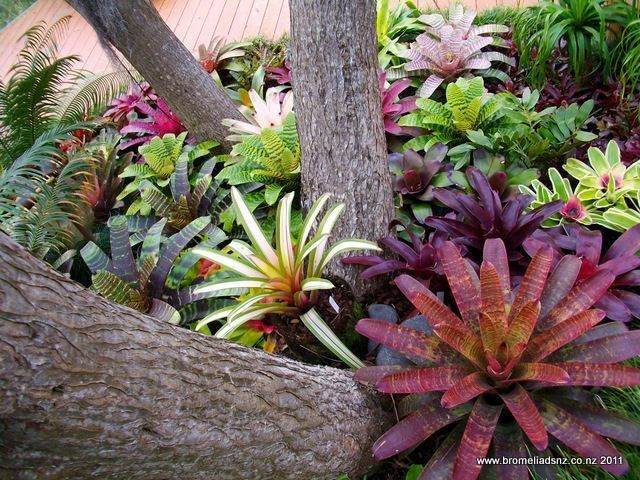  Tác động đến cách nhìn về thực vật. Dù còn gây tranh cãi, các thí nghiệm này đã mở rộng hiểu biết về trí tuệ sinh học, buộc con người nhìn nhận thực vật như những sinh thể năng động và phức tạp hơn nhiều so với trước đây. Ảnh: Pinterest.